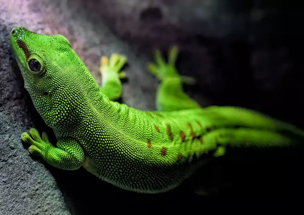 Madagaskar Dovolená Zkušenosti