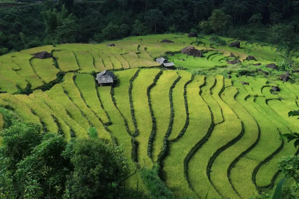 Cestovní Pojištění Vietnam