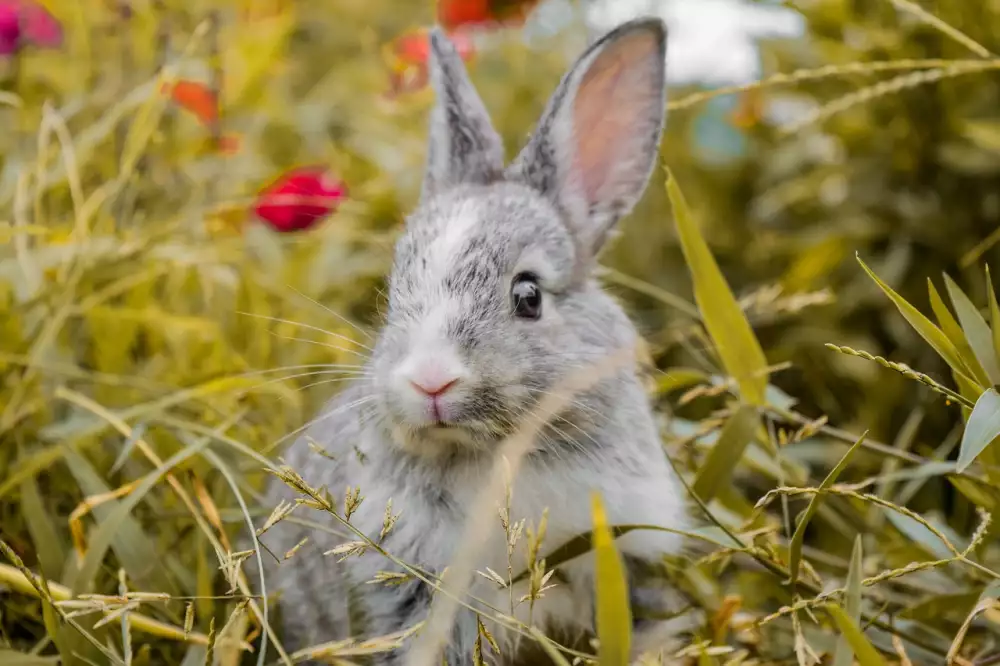 Rabbit Tábor