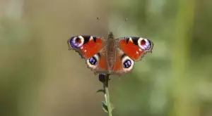 Ios 16 Podporovaná Zařízení